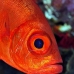 bigeye_crescenttail_elp_n_v_0058_egy0801.jpg